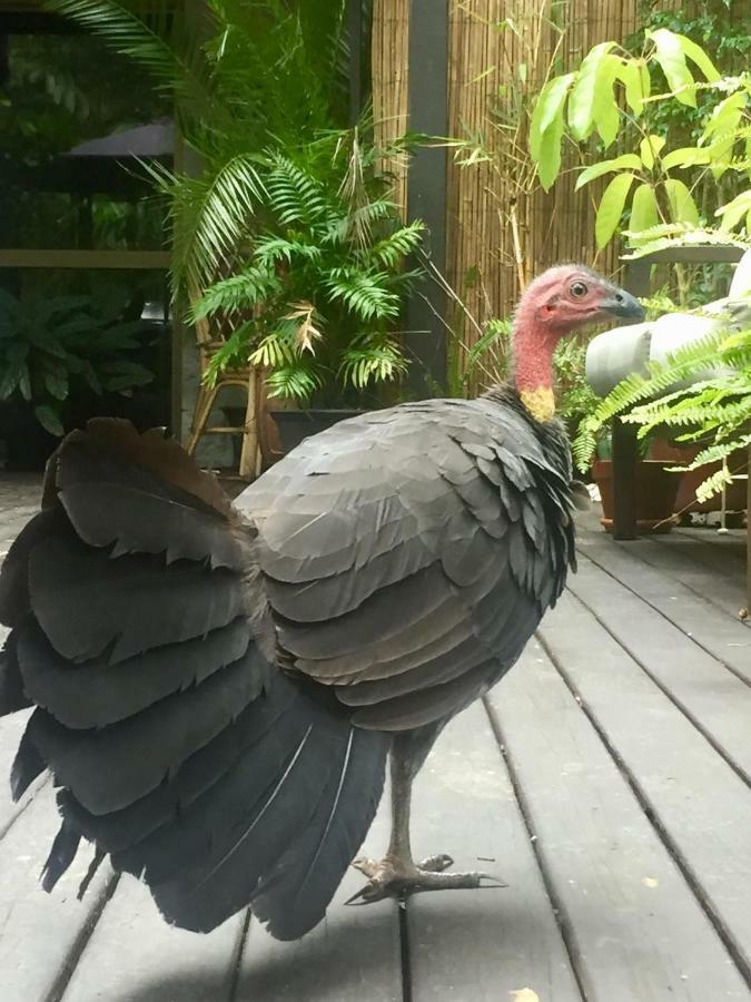 Noosa Hinterland Retreat Διαμέρισμα Tinbeerwah Εξωτερικό φωτογραφία